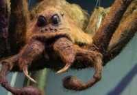 Encuentran una tarántula similar a Aragog, la araña del Bosque Prohibido de ‘Harry Potter’