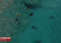 El momento en que un grupo de tiburones rodea a niños