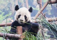 Indignación por el maltrato a unos pandas en una reserva natural