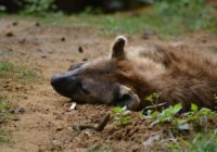 Los hombres que alimentan con carne cruda y abrazan a hienas salvajes en Harar, Etiopía