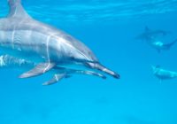 Descubren un mini delfín prehistórico que no tenía dientes y absorbía los peces