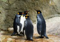 Chile cancela un megaproyecto minero multimillonario por los pingüinos